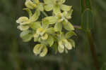 Largeflower milkweed